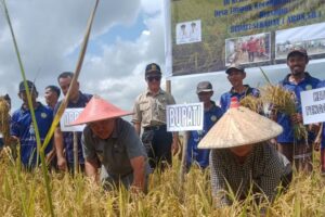 Aron Panen Raya Kelompok Tani Suka Makmur dusun Bumi Rejo