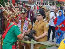 Hari Pertama Ngantor Bupati dan Wakil Bupati Sanggau di Sambut Dengan Ritual Adat Penyambutan.