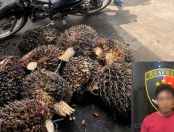 Mencuri 9 Tandan Sawit Hasil Panen, PT PHS Penjarakan Karyawannya
