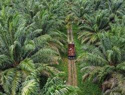 Pemda Sanggau Temukan 16 Izin Usaha Perkebunan Tak Miliki HGU