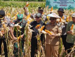 Panen Jagung Serentak Menuju Swasembada Pangan
