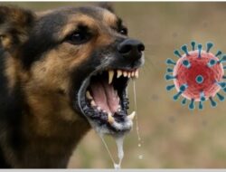 Sanggau KLB Rabies,Lima Orang Meninggal Dunia