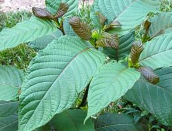 Aturan Tata Kelola Kratom Segera Dibahas, Beri Harapan Baru bagi Petani Kalbar