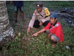 Geger Penemuan Bayi Laki-laki di Kebun Kelapa Kubu Raya, Pelaku Diburu Polisi