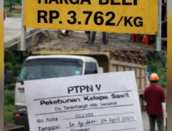 Kemelut Harga TBS di PKS Rimba Belian: Selisih Rp600/Kg, PTPN IV Klaim Transparan, Publik Pertanyakan Fakta
