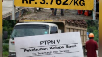 Kemelut Harga TBS di PKS Rimba Belian: Selisih Rp600/Kg, PTPN IV Klaim Transparan, Publik Pertanyakan Fakta