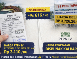 Harga TBS Disbunak vs PTPN IV Regional 5 PKS Rimba Belian Selisih Hingga Rp600/Kg, Petani Pertanyakan Kepatuhan