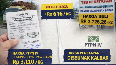 Harga TBS Disbunak vs PTPN IV Regional 5 PKS Rimba Belian Selisih Hingga Rp600/Kg, Petani Pertanyakan Kepatuhan