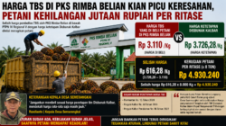 Harga TBS di PKS Rimba Belian Picu Keresahan, Petani Kehilangan Jutaan per Ritase